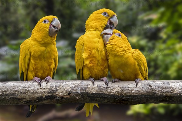 Three golden parakeets