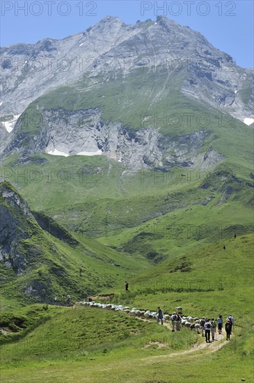 Shepherd and tourists herding flock of sheep to pasture up in the mountains along the Col du Soulor