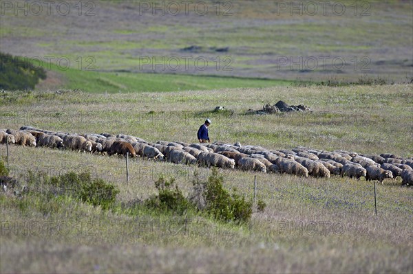 Shepherd herding flock of sheep near Castro Verde