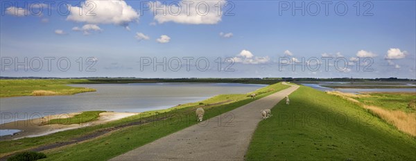 Sheep grazing on dyke in nature reserve Plan Tureluur showing Flaauwers