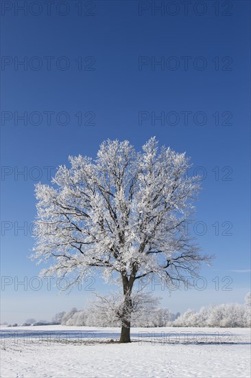 Common oak