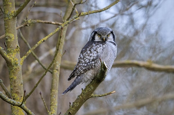 Northern hawk-owl