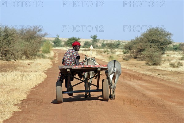 Man on cart pulled by donkeys