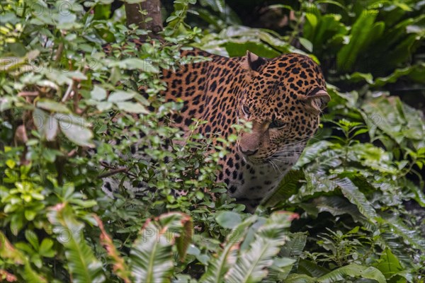 Javan leopard