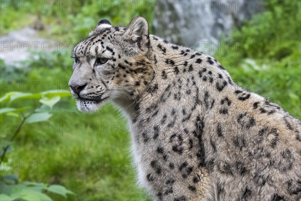 Snow leopard