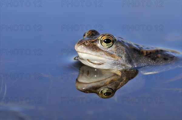 Moor Frog