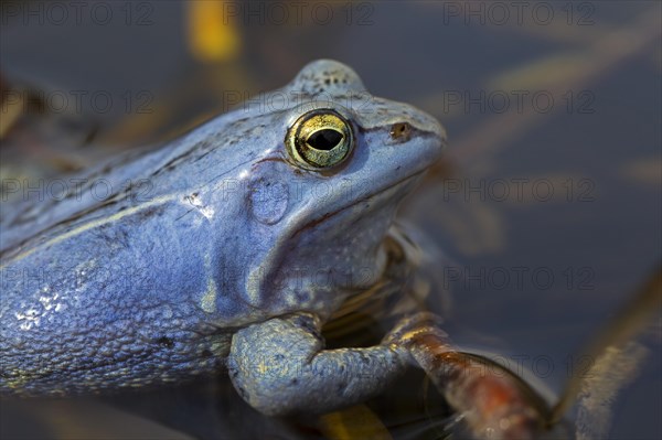 Moor Frog