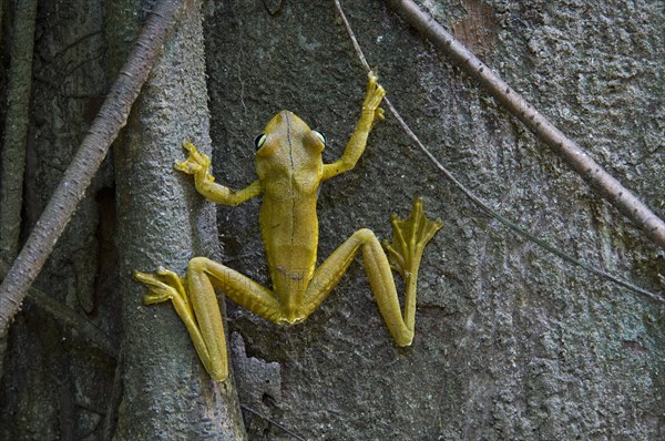 Rosenberg's Gladiator tree frog