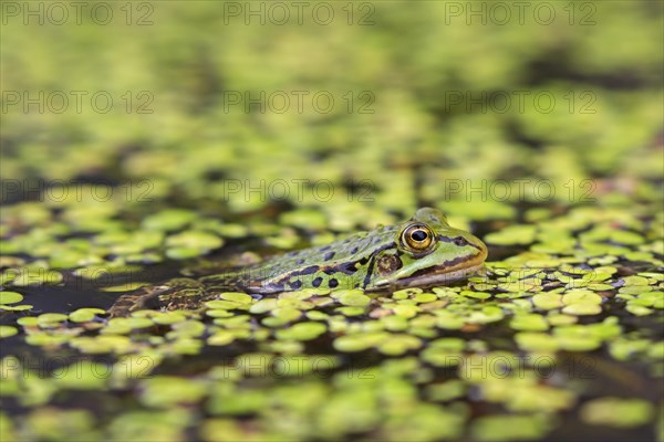 Edible frog