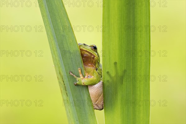 European tree frog