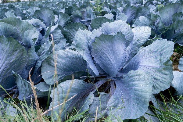 Filder-Rotkohl. Red Cabbage on the field in a suburbian of Stuttgart Baden-Wuerttemberg