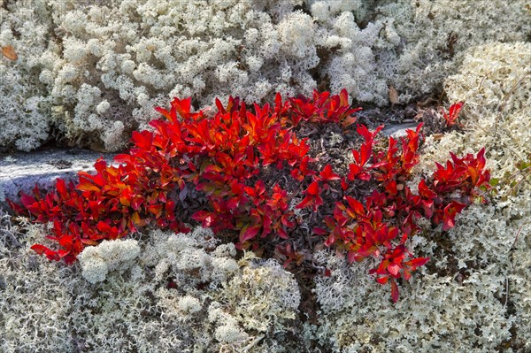 Alpine bearberry