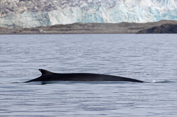 Fin whale