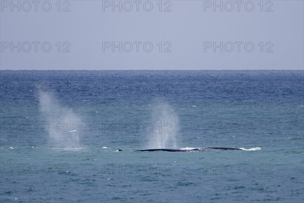 Fin whales