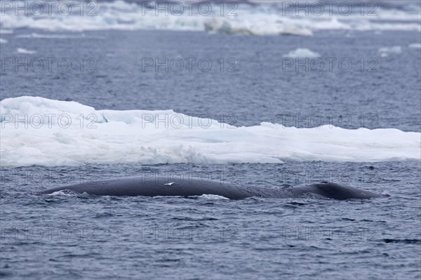 Bowhead whale