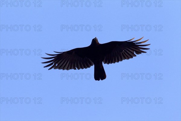 Carrion crow