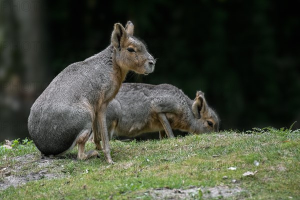 Two Patagonian maras