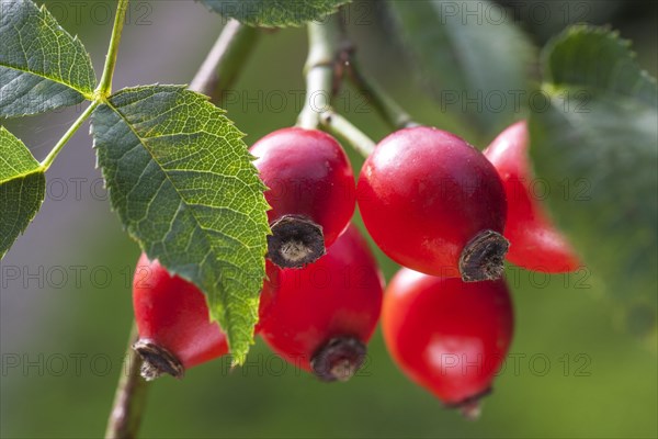 Close up of red rose hips