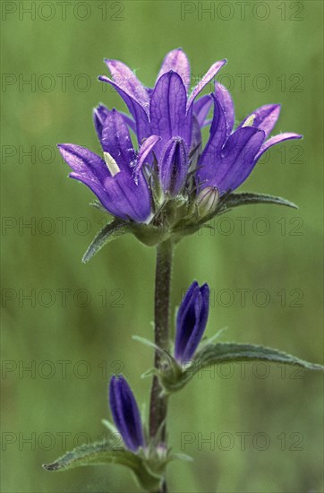 Clustered bellflower