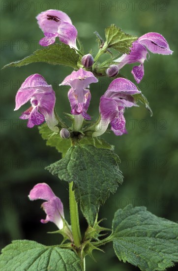 Common hemp-nettle