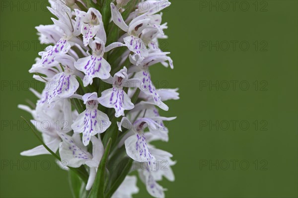 Heath spotted orchid