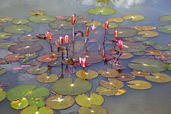 Indian lotus