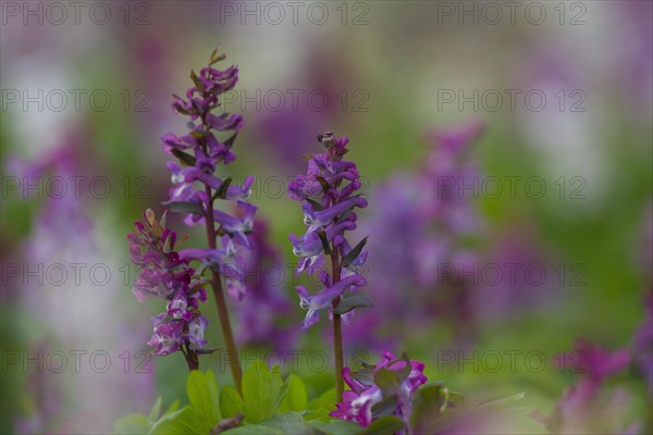 Bulbous Corydalis