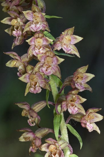 Broad-leaved helleborine