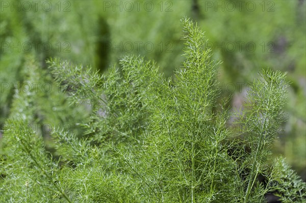 Fennel