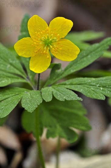 Yellow wood anemone