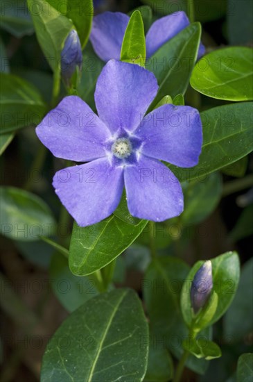 Lesser periwinkle