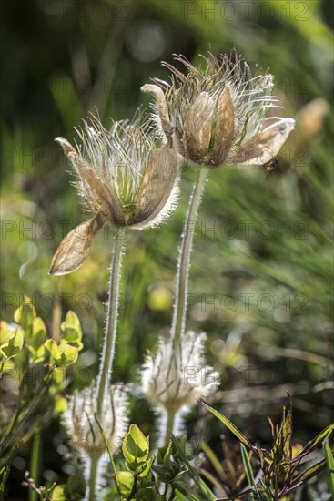 European pasqueflower