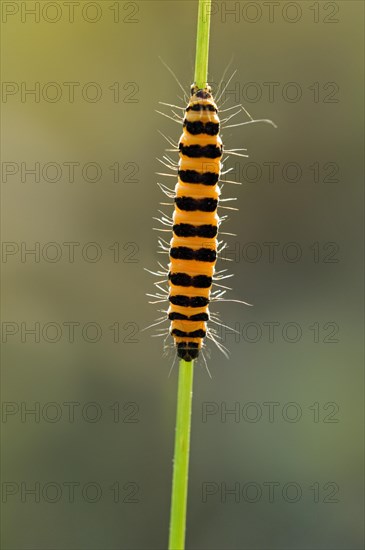 Caterpillar of cinnabar moth