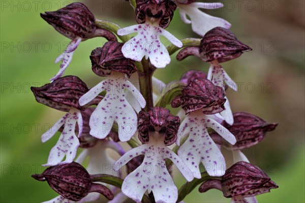 Lady orchid