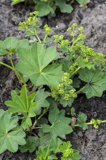 Lady's mantle