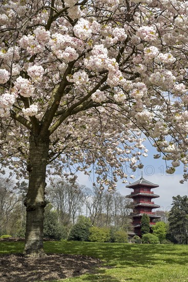 Magnolias blooming in the park of the Royal Palace of Laken and view over the Japanese Tower