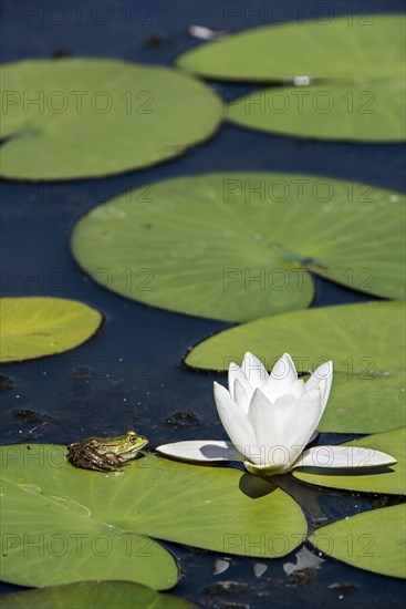 Edible frog