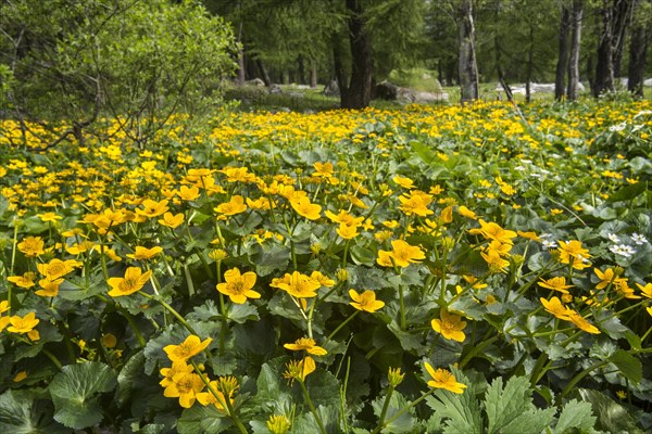 Marsh-marigold