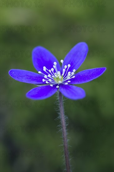 Common Hepatica