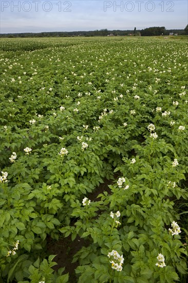 Farmland with potatoes flowering in potato field in summer