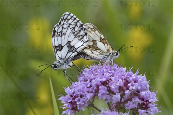 Marbled whites