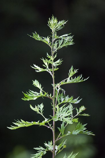 Mugwort