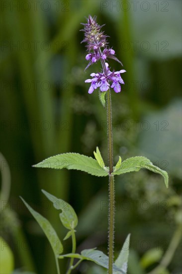 Marsh woundwort