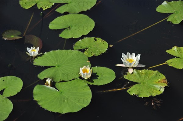 European white waterlily