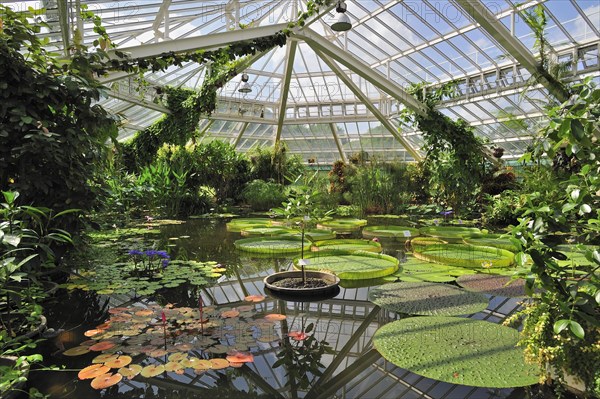 Giant water lily pads in the Victoria House