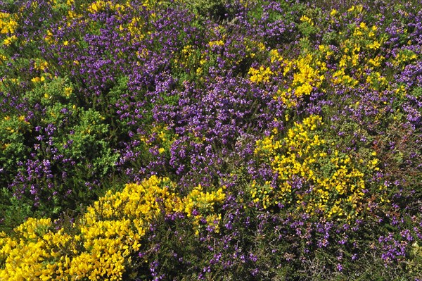 Flowering heather and gorse on top of cliff at the Pointe du Raz at Plogoff