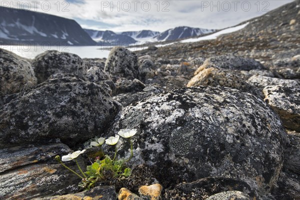 Svalbard poppies