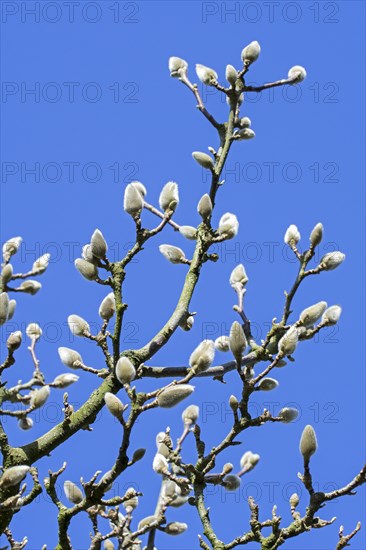 (Magnolia denudata) Fragrant Cloud, Dan Xin twigs with buds enclosed in a bract against blue sky in late winter, early spring