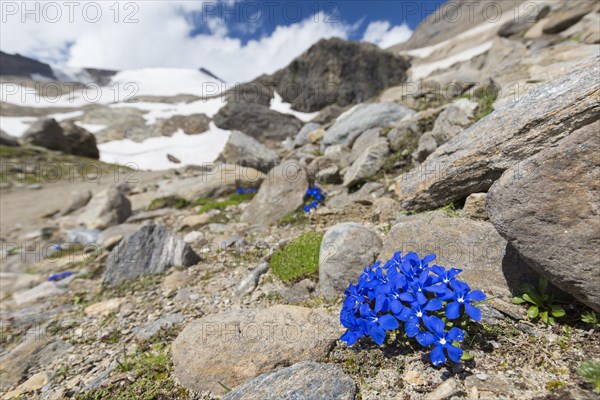 Bavarian gentian