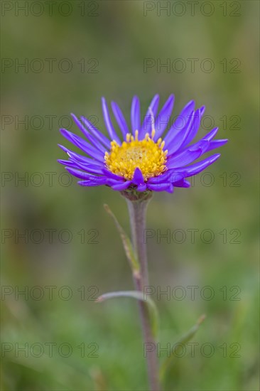 Alpine aster